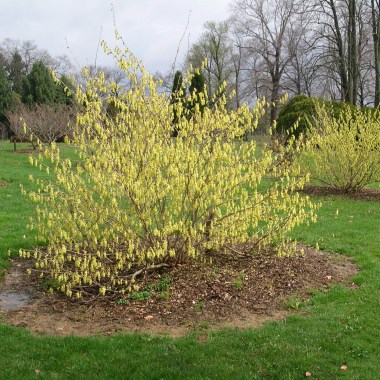 corylopsis sinensis calvescens 040107 dawes